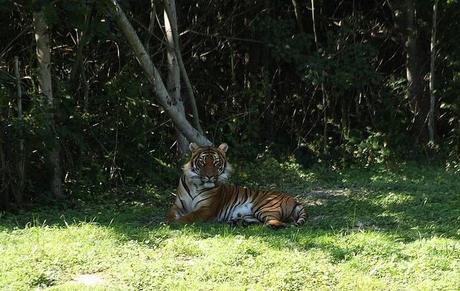 Tigres de Malaisie Parc des félins