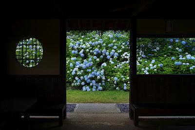 Les hortensias au Japon