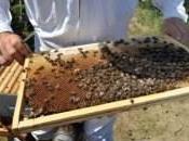 virus transmis acarien tuerait millions d’abeilles dans monde