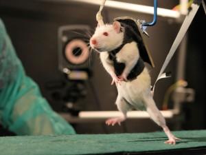 Les rats de l'Institut fédéral suisse de technologie à Lausanne remarchent après une paralysie