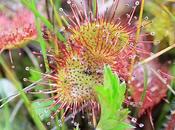 plantes carnivores moins carnivores…