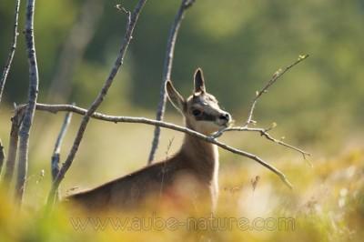 Astuce : la photographie animalière en vacances