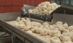 SARL Jézéquel Primeurs. Elle a su s'adapter pour avancer ! (vidéo)