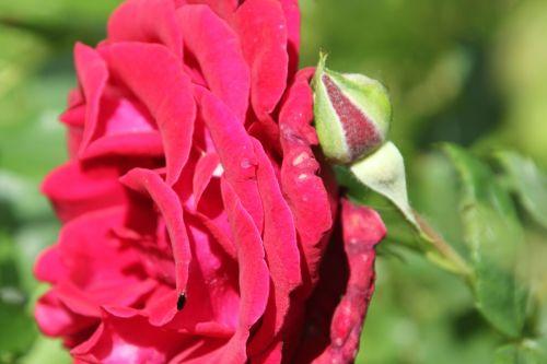 3 red p romi 9 juin 2012 009.jpg