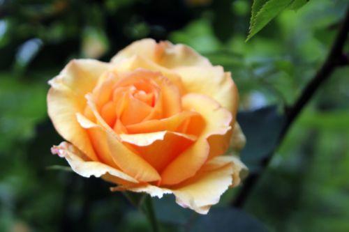 13 sophia romi 9 juin 2012 108.jpg