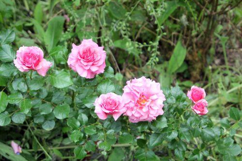 5 x romi 9 juin 2012 056.jpg