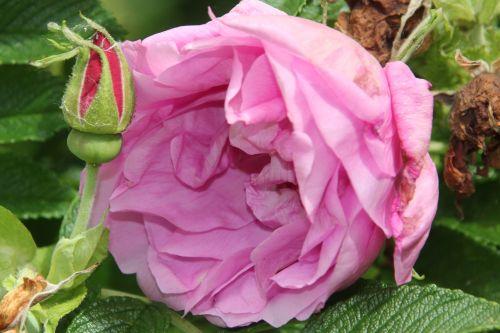 4 rugosa romi 9 juin 2012 011.jpg