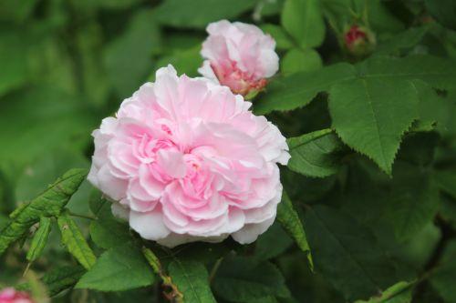 8 jacques cartier romi 9 juin 2012 081.jpg