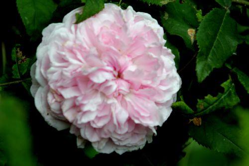 9 jacques cartier romi 9 juin 2012 082.jpg