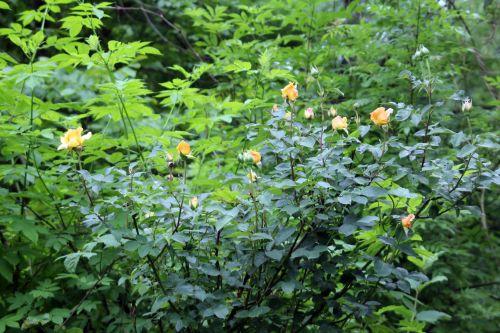 12 sophia romi 4 juin 2012 016.jpg