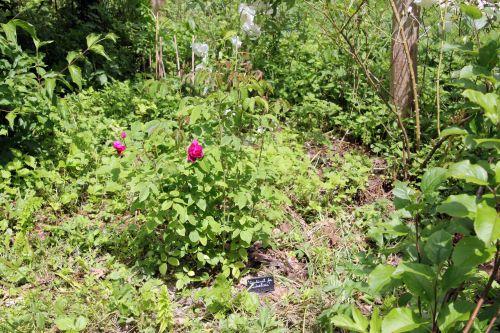 1 cardinal romi 9 juin 2012 013.jpg
