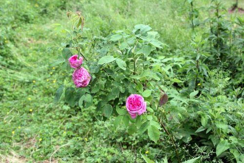 10 yolande romi 4 juin 2012 013.jpg