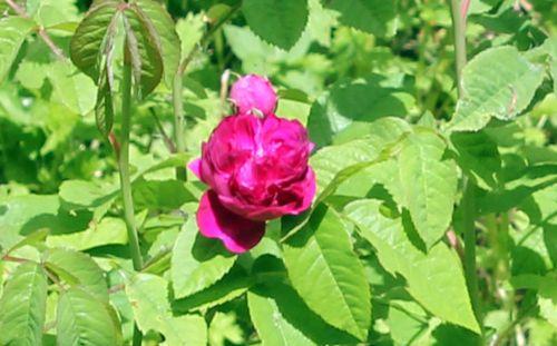2 cardinal fl romi 9 juin 2012 013.jpg