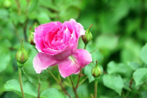 6 y romi 9 juin 2012 070.jpg