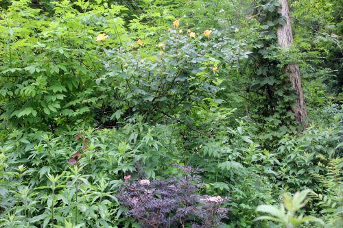 11 sophia romi 4 juin 2012 014.jpg