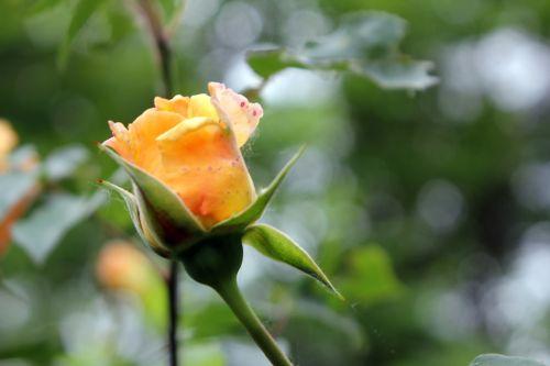 14 sophia romi 9 juin 2012 109.jpg