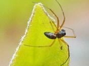 Leur variabilité complique l'identification petites araignées...