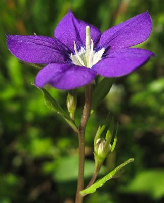 Miroir de Vénus : une belle messicole