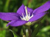 Miroir Vénus belle messicole