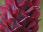 Quelle cette fleur indice