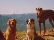 chiens, troupeaux, velo