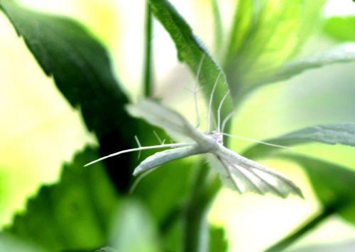 pterophore romi 13 juin 2012 001 (195).jpg