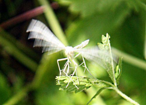 papillon dentelle envol 13 juin p 029.jpg