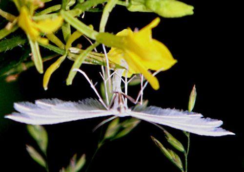 pterophore romi 31 mai p 056.jpg