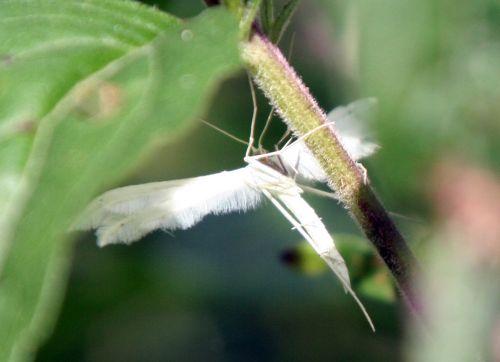 ptero romi 8 août 2010 008.jpg