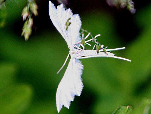 pterophore romi 4 juin pp 059.jpg