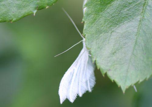 pterophore romi 13 juin 2012 001 (189).jpg