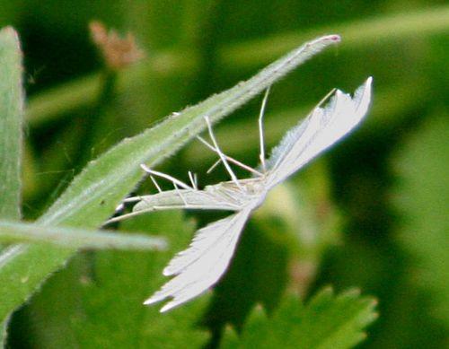 pterophore romi 4 juin p 048.jpg