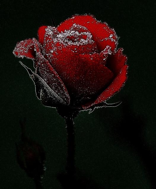 L’amour jusqu’au déclin