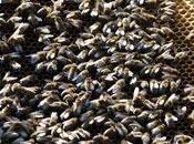 abeilles réfugient ville