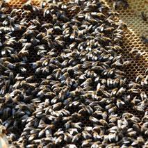 Les abeilles se réfugient en ville