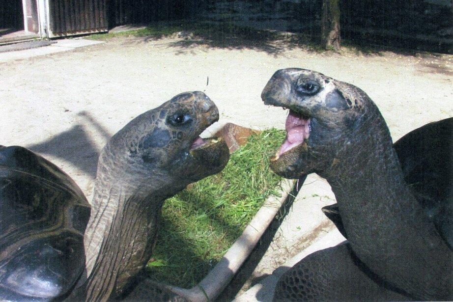 Deux tortues séparées après 36 ans de vie commune