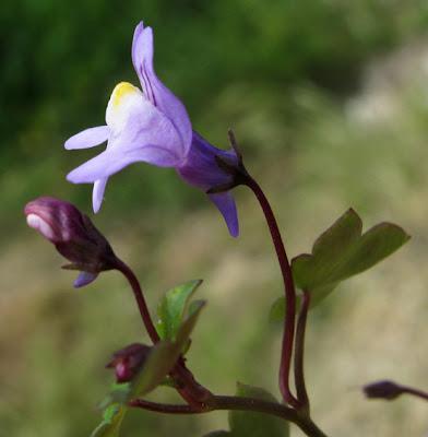 Cymbalaria muralis