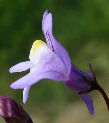 Cymbalaria muralis