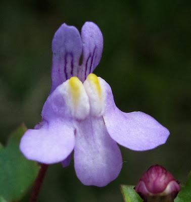 Cymbalaria muralis