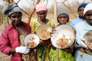 Le Sahel est-il condamné aux crises alimentaires ?