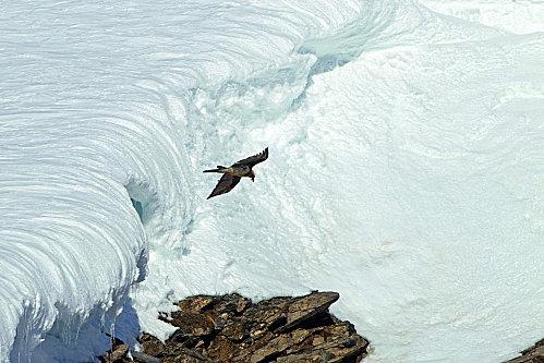 Gypaete barbu-Born LPO