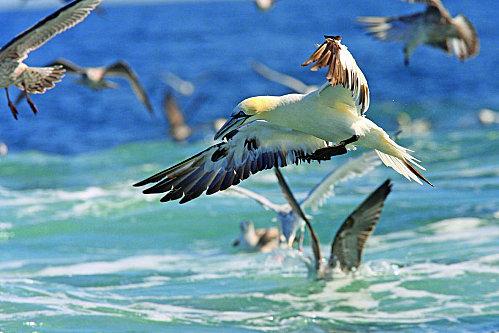 Fou de Bassan-Deniau LPO