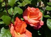 Soleil profitons-en vite