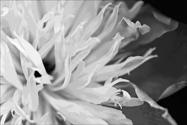 Une gamme pour une pivoine