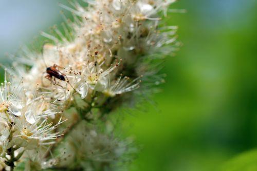 sorbaria romi 13 juin 2012 001 (109).jpg