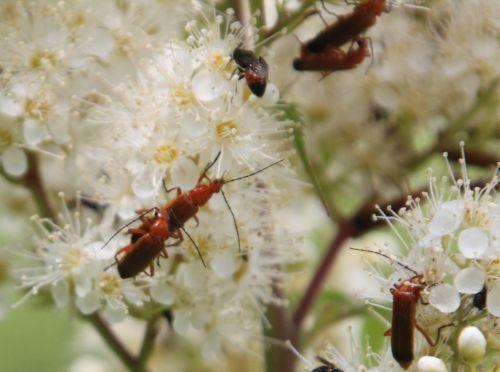 sorbaria y romi 11 juil 2011 089.jpg