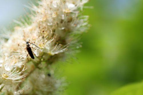 sorbaria romi 13 juin 2012 001 (108).jpg