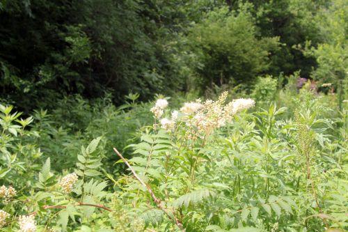 sorbaria 1 romi 13 juin 2012 001 (94).jpg