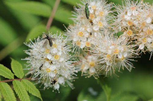 sorbaria romi 13 juin 2012 001 (123).jpg