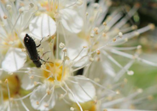 sorbaria romi 13 juin 2012 001 (143).jpg